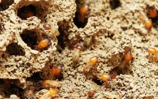 termitas plaga bilbao