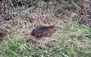 Ratas en Etxebarri