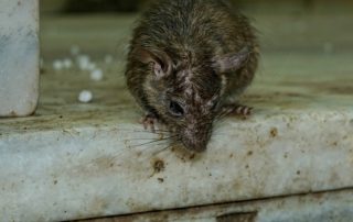 Ratas comisaría de Sestao (Gran Bilbao)