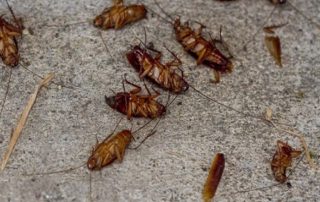 La localidad de Atxondo cercana a Bilbao sufre una plaga de cucarachas