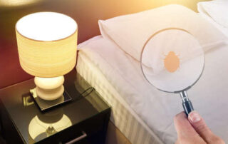 Consejos para evitar plagas de chinches en Bilbao