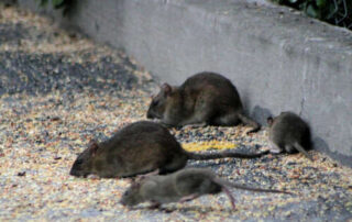 Consejos para evitar una plaga de ratas en Bilbao