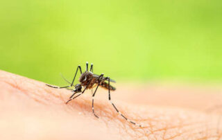 La crisis climática acentuará el trabajo de las empresas de control de plagas en Bilbao