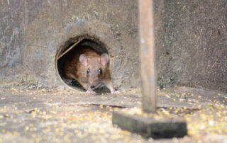 Protección contra plagas de ratas en Bilbao