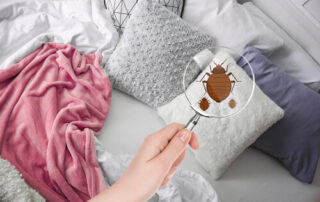 Anecpla alerta de una posible plaga de chinches en Bilbao