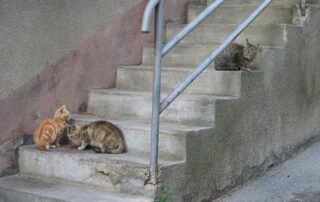 El Ayuntamiento autoriza a alimentar a la plaga de gatos en Bilbao