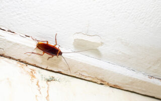 Control de plagas de cucarachas en edificios de Bilbao