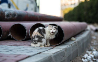 Elorrio controlará el aumento de la plaga de gatos