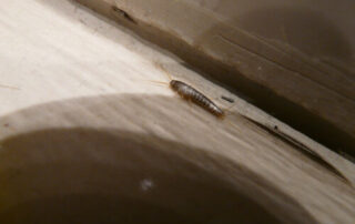 Pececillos de plata ¿son peligrosos?