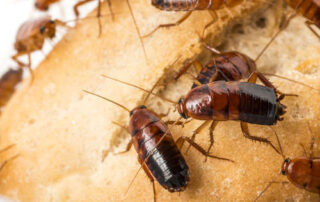 Enfermedades que transmiten las cucarachas a los humanos