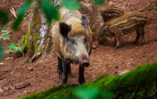 Autorizada la caza por una plaga de jabalíes en Bizkaia
