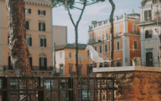 ¿Por qué las gaviotas se alejan del mar?