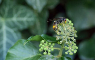 La plaga de avispa asiática en el Gran Bilbao vuelve con fuerza