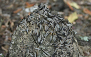 ¿Hormigas o termitas aladas?