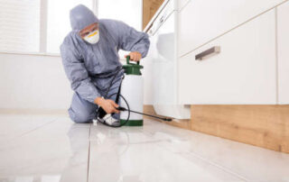 Plagas más comunes en Bilbao en el verano