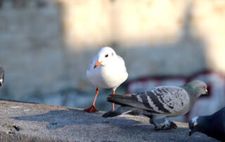 ¿Modificación de los hábitos alimenticios de las gaviotas?
