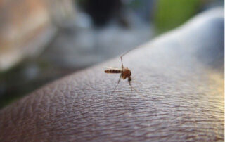 ¿Las plagas de insectos en Bilbao serán resistentes a los pesticidas?