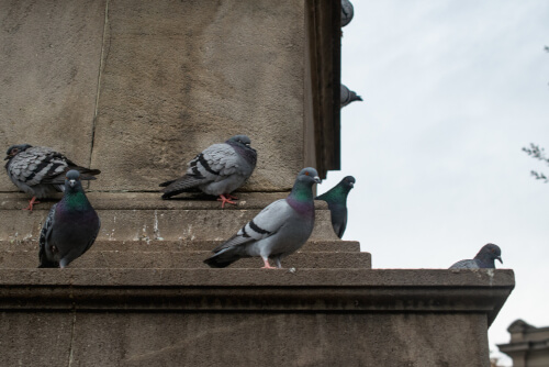 ¿Qué enfermedades transmiten las palomas? ¿Cuáles son sus síntomas?