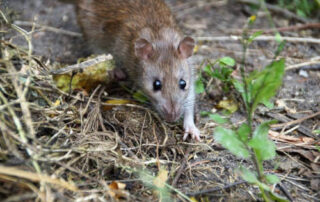 Medidas para prevenir la aparición de ratas en Bilbao