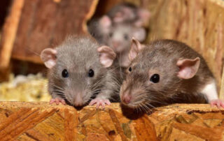 ¿Cómo saber si tengo ratas en casa?