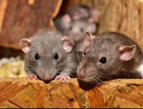Señales que indican que tienes una plaga de ratas en casa