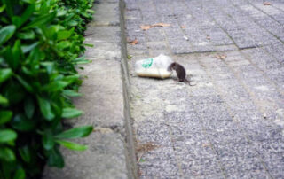 Alertan sobre el aumento de la plaga de ratas en una localidad del Gran Bilbao