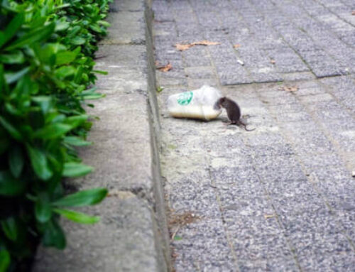 Alertan sobre el aumento de ratas en una localidad del Gran Bilbao