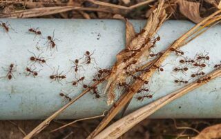 Tecnico de empresa de control de plagas aplicando tratamiento contra una plaga de hormigas en una vivienda de Bilbao.