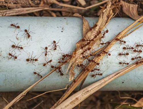 ¿Funcionan los remedios caseros contra una plaga de hormigas?