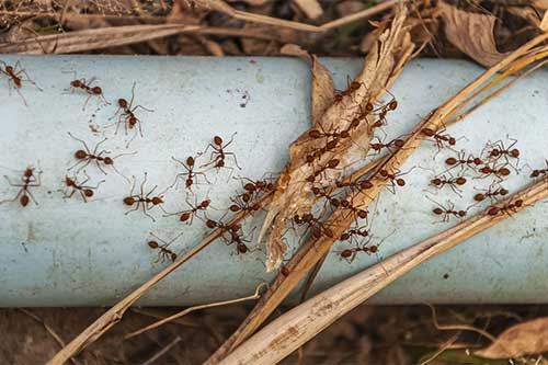 Tecnico de empresa de control de plagas aplicando tratamiento contra una plaga de hormigas en una vivienda de Bilbao.