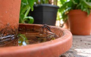 El Ayuntamiento de Bilbao lanza recomendaciones frente a las molestias de insectos