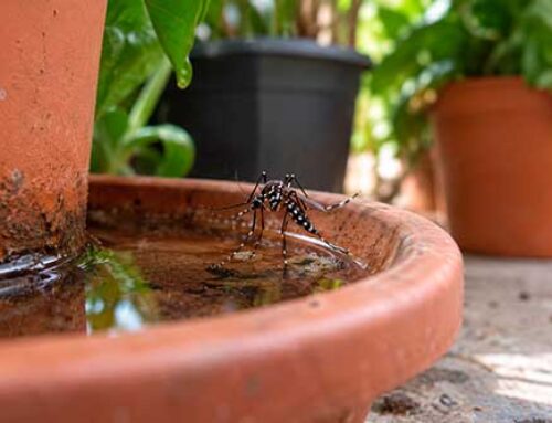 Alertan sobre la presencia del mosquito tigre en Bilbao