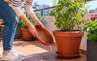 ¿Por qué el mosquito tigre sigue apareciendo en octubre en Bilbao?